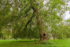 Green Crooked Trees in the Park photo