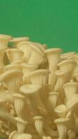 Growing oyster mushrooms rising from soil vertical time lapse video. video