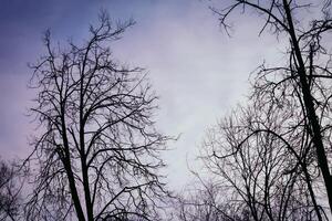 árboles sin hojas en invierno foto