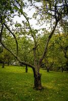 jardín de manzanos torcidos foto