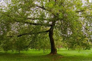 Green Crooked Trees in the Park photo