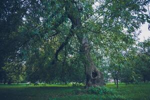 Green Crooked Trees in the Park Retro photo