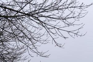 Leafless Tree Branches photo