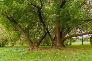 Green Crooked Trees in the Park photo