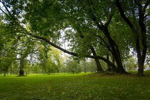 Green Crooked Trees in the Park photo