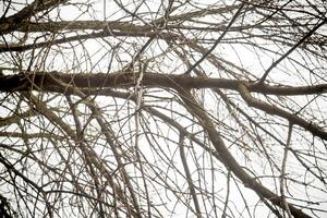 Autumn Tree Branches photo