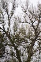 Leafless Tree Branches photo