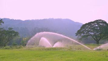 Gran corriente de aspersores de agua en el campo de golf por la tarde. video