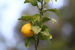 Rich harvest of citrus fruits on trees in a city park in Israel. photo