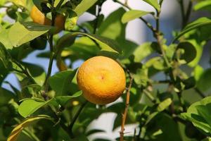 Rich harvest of citrus fruits on trees in a city park in Israel. photo