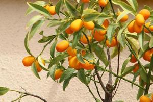 Rich harvest of citrus fruits on trees in a city park in Israel. photo