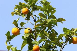 Rich harvest of citrus fruits on trees in a city park in Israel. photo