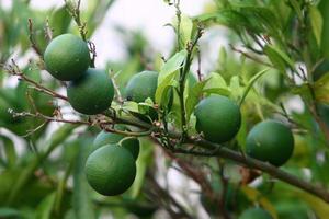 Rich harvest of citrus fruits on trees in a city park in Israel. photo