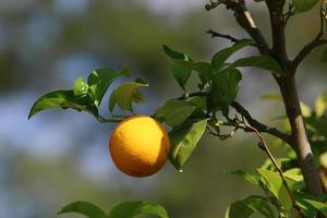 Rich harvest of citrus fruits on trees in a city park in Israel. photo