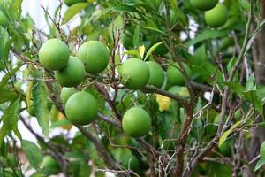 Rich harvest of citrus fruits on trees in a city park in Israel. photo