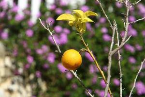 Rich harvest of citrus fruits on trees in a city park in Israel. photo