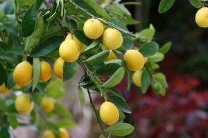 Rich harvest of citrus fruits on trees in a city park in Israel. photo