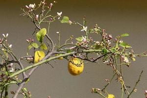 Rich harvest of citrus fruits on trees in a city park in Israel. photo