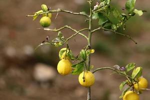 Rich harvest of citrus fruits on trees in a city park in Israel. photo