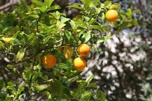 Rich harvest of citrus fruits on trees in a city park in Israel. photo