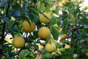 Rich harvest of citrus fruits on trees in a city park in Israel. photo