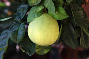 Rich harvest of citrus fruits on trees in a city park in Israel. photo