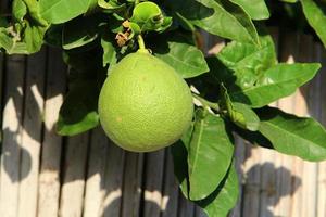 Rich harvest of citrus fruits on trees in a city park in Israel. photo