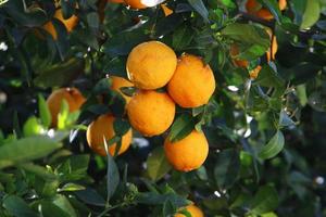 Rich harvest of citrus fruits on trees in a city park in Israel. photo