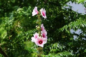 Bright mallow flowers in a city park in Israel. photo