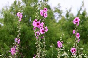 flores de malva brillantes en un parque de la ciudad en israel. foto