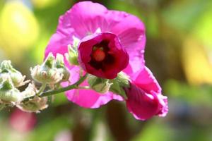 Bright mallow flowers in a city park in Israel. photo