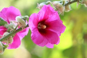 Bright mallow flowers in a city park in Israel. photo