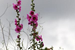 Bright mallow flowers in a city park in Israel. photo