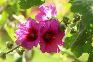 Bright mallow flowers in a city park in Israel. photo