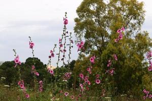 Bright mallow flowers in a city park in Israel. photo