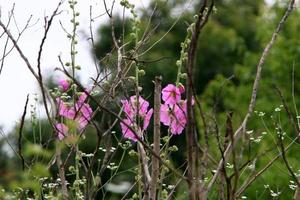 Bright mallow flowers in a city park in Israel. photo