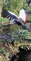 A view of a Crowned Crane photo