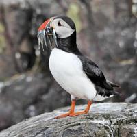 A close up of a Puffin photo