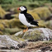 A close up of a Puffin photo