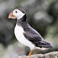 A close up of a Puffin photo