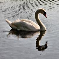 A view of a Mute Swan photo