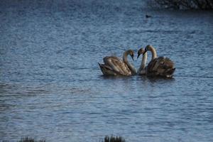 A view of a Mute Swan photo