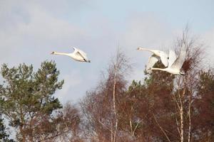A view of a Mute Swan photo