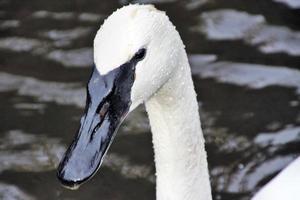 A view of a Trumpeter Swan photo