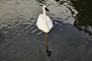 una vista de un cisne trompetista foto