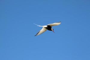 A view of an Arctic Tern photo