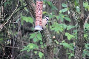 A close up of a Woodpecker photo