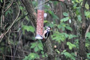 un primer plano de un pájaro carpintero foto