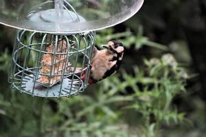 un primer plano de un pájaro carpintero foto