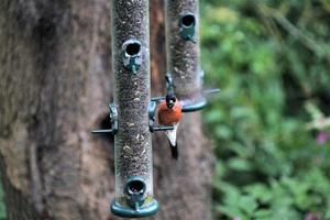 A view of a Bullfinch photo